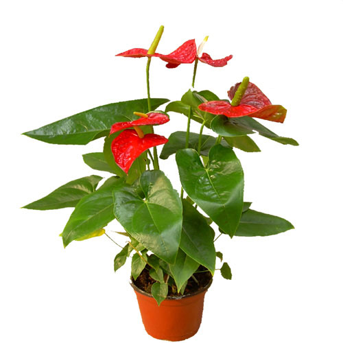 装修除甲醛最好方法实在是让人想破脑袋了,利用植物就能够很好的除