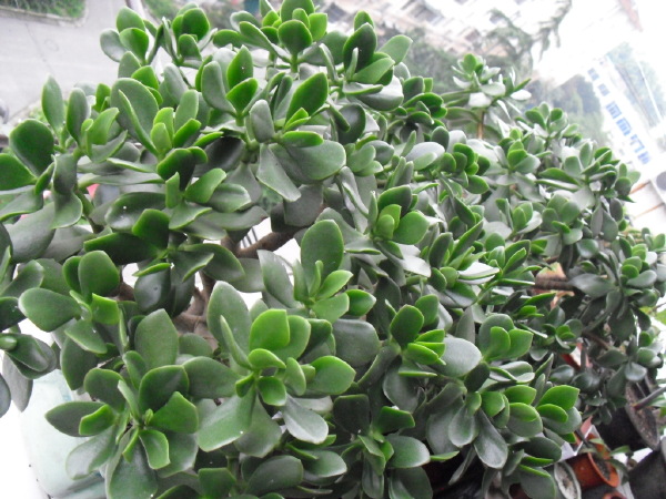 燕子掌有毒吗怎么养殖燕子掌和玉树的区别