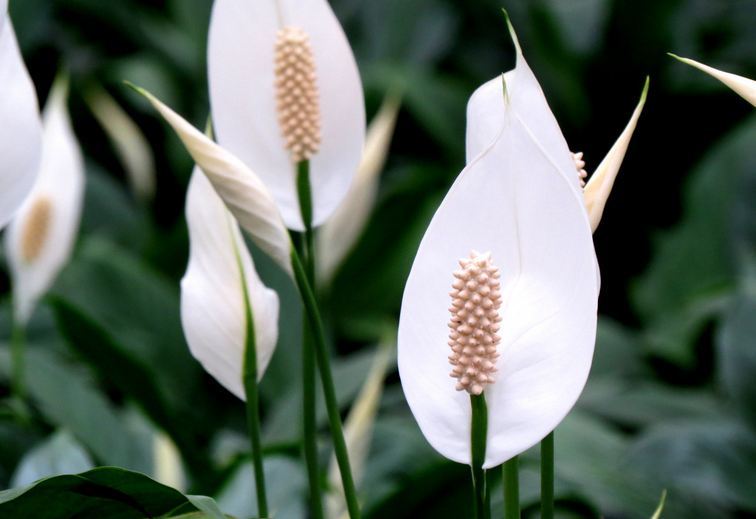 白掌有毒吗 白掌适合养殖在室内吗