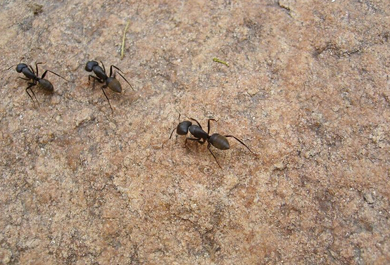 摘要:家里有蚂蚁怎么办?