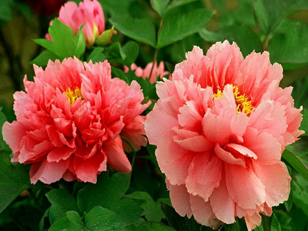 牡丹花什么时候开花 牡丹花花期一般多久