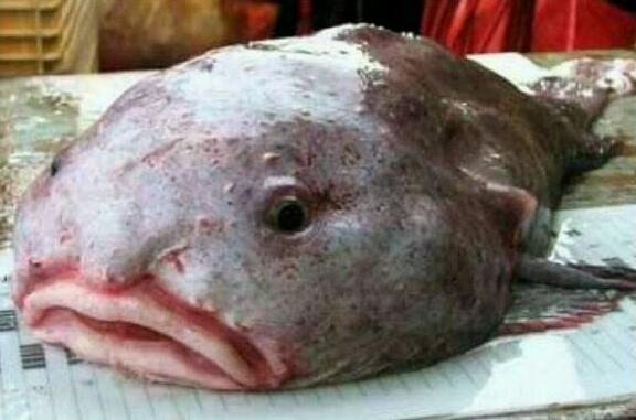 水滴鱼吓人图片
