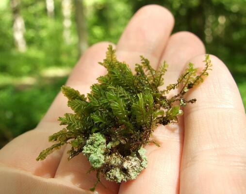 摘要:泥炭藓又叫做水藓,抑或是水苔,从其名字中就可以看出来,这种植物