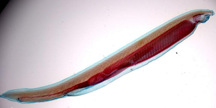 摘要:文昌鱼(branchiostoma lanceolatum) 脊索动物,复数作amphioxi或