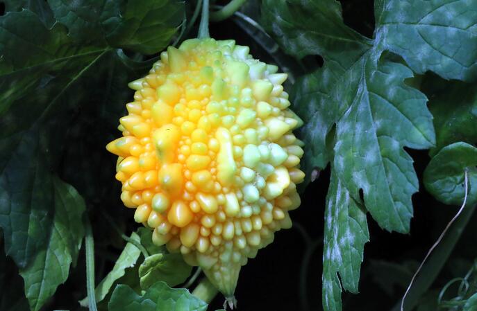 金子美玲 植物图片