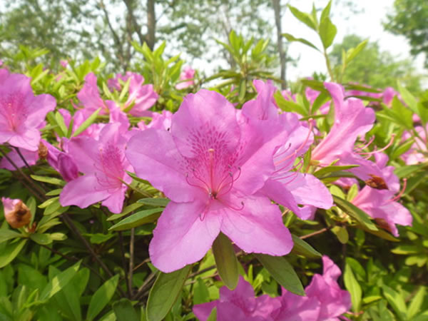 毛鹃花期图片