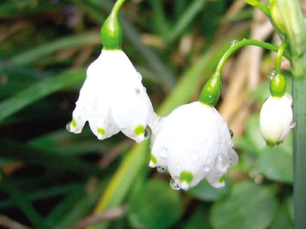 特殊又好听的花语(特殊又好听的花名花语)