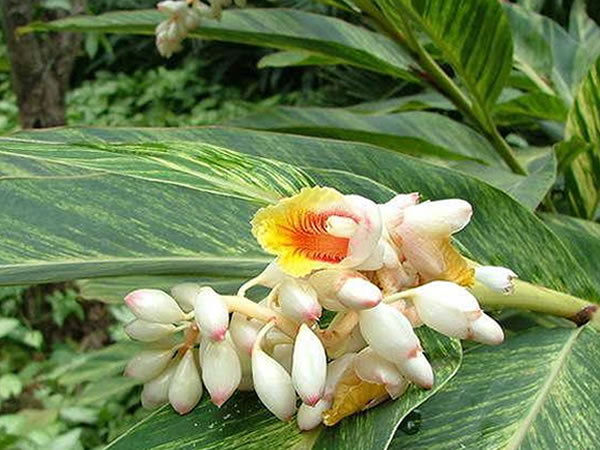 花葉豔山姜養殖方法 花葉豔山姜和花葉良姜區別