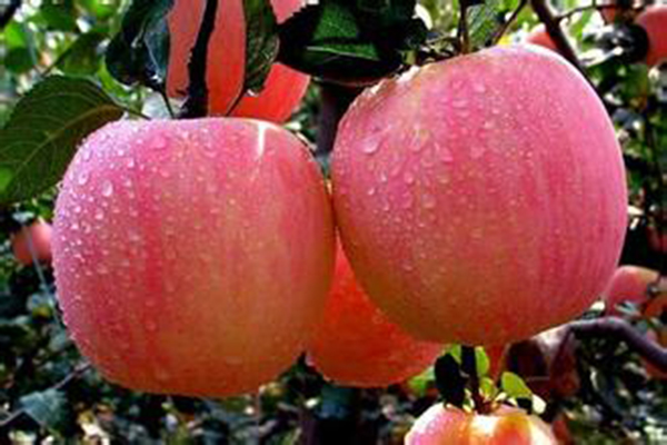 空腹吃苹果对健康的影响