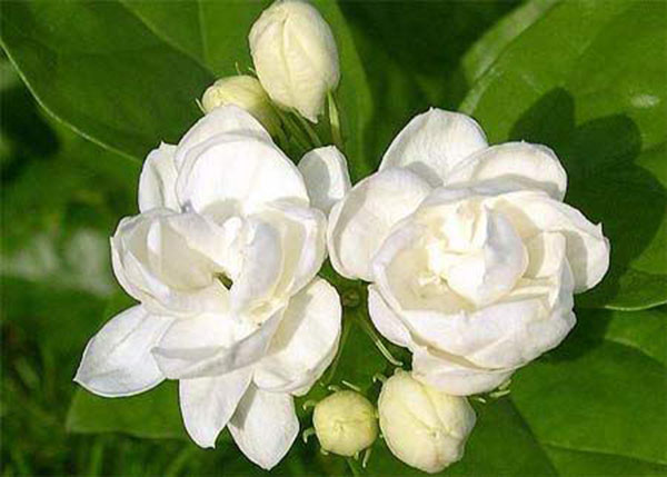 茉莉花种类