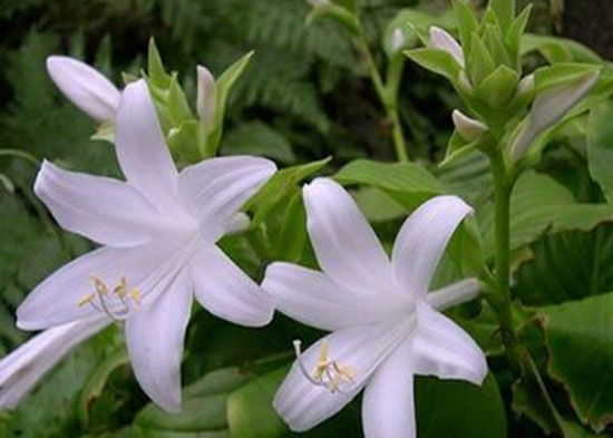 玉簪花家居风格搭配