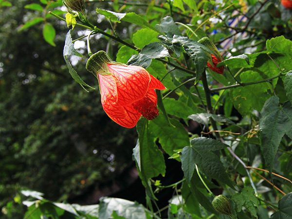 灯笼花养殖方法