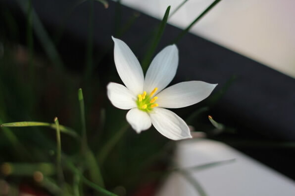 水仙花对家居环境的影响