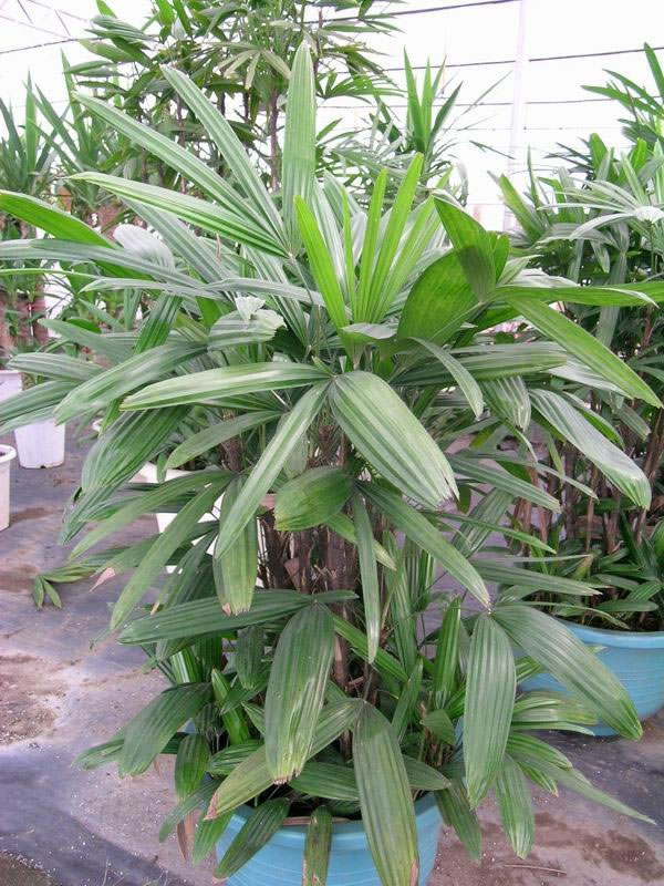 棕竹属水性植物,门口向东的房子可以摆放一棵棕竹,可改善肾和肝的健康
