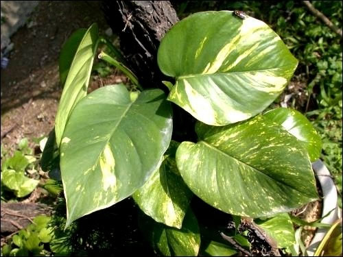 黄金葛的基本介绍