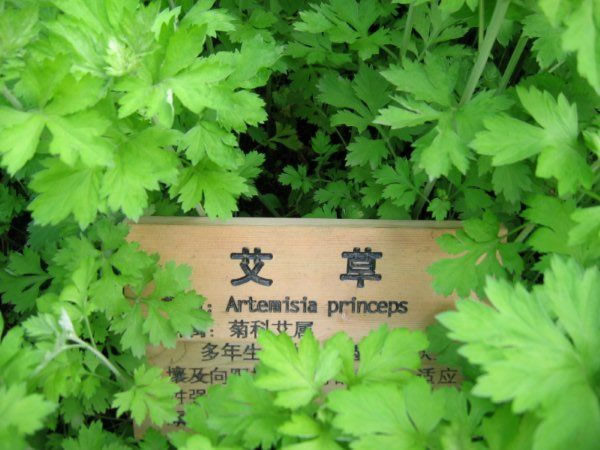 艾草简介