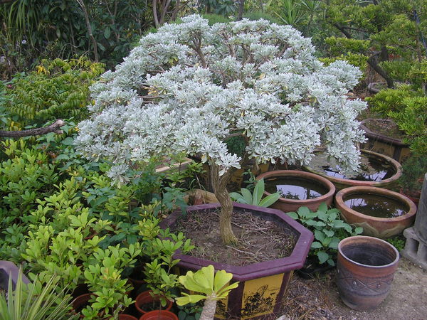 芙蓉菊的风水学应用