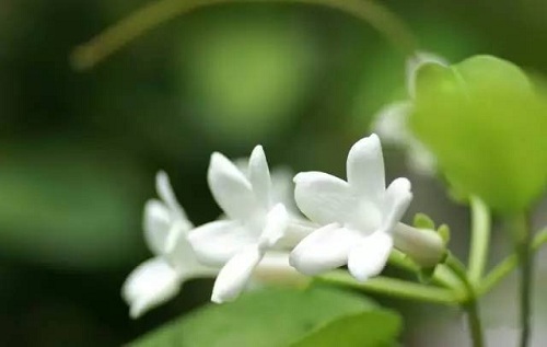 新房必备——全的吸毒植物来了