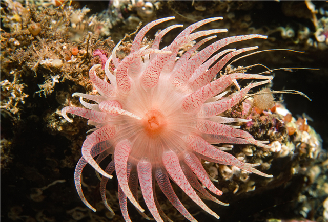 虽然海葵看上去很像花朵,但其实是捕食性动物,是常见的无脊椎动物