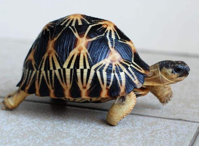 生活热点     辐射陆龟又叫放射陆龟,是一种花纹非常美丽的龟类,任何