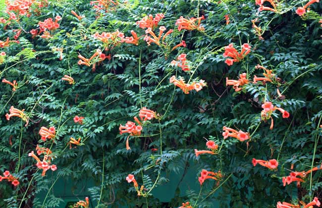 摘要:凌霄花是著名的园林花卉之一,别称五爪龙,上树龙,藤萝花等,为