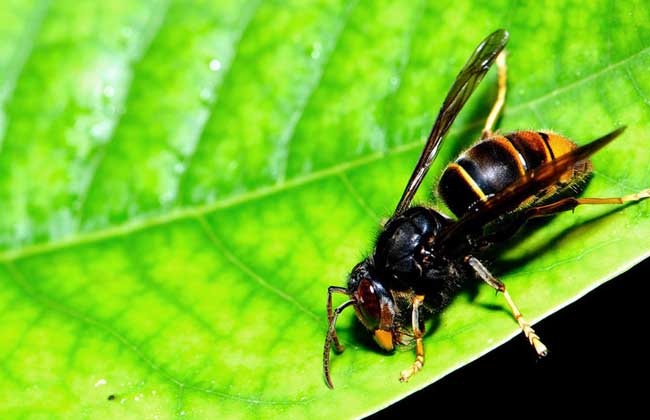 摘要:牛角蜂是一种体型巨大的有毒蜂类,因为头上的触角貌似牛角而得名