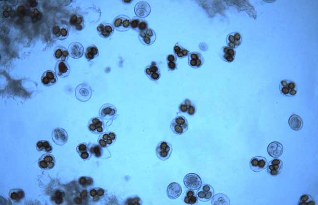 菌出芽生殖酵母菌出芽生殖图片芽殖酵母裂殖酵母芽殖酵母菌的出芽生殖