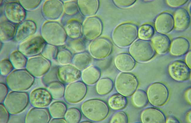 芽裂,有性繁殖方式有子囊孢子,下面我们就一起来酵母菌酵母菌细胞水解