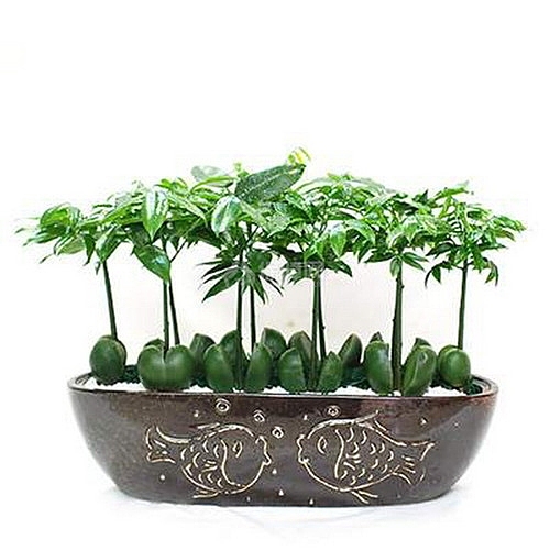 办公室植物装修
