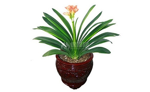 办公室植物装修