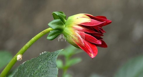 山芋花的种植技术如何养殖山芋花 装修保障网