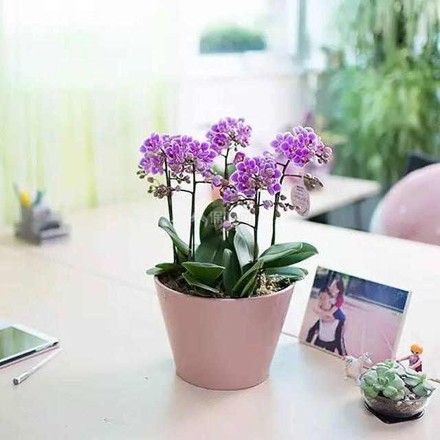 的七夕情人节礼物，DIY绿植礼物教你分分钟俘获女神心