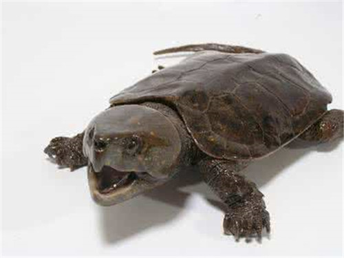 淡水龟 最大图片