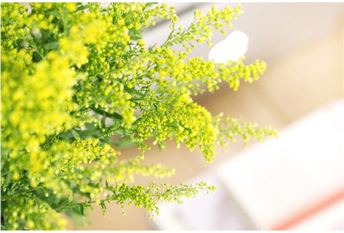 黄莺花种植及病虫害防治方法 黄莺花花语是什么