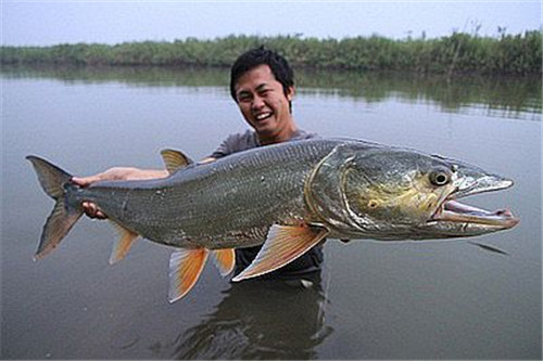 黑龙江鳡鱼图片
