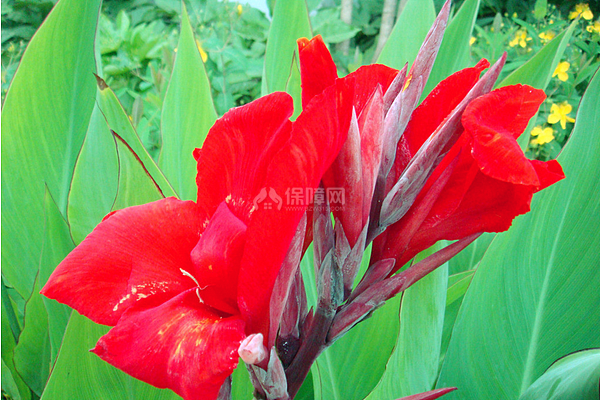 生活小常识 芭蕉花的功效与作用 装修保障网