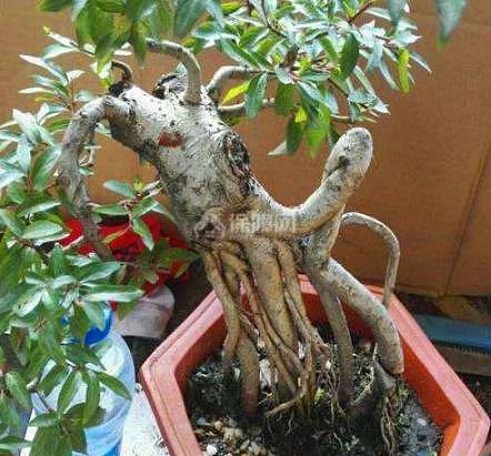 新手怎么养盆栽