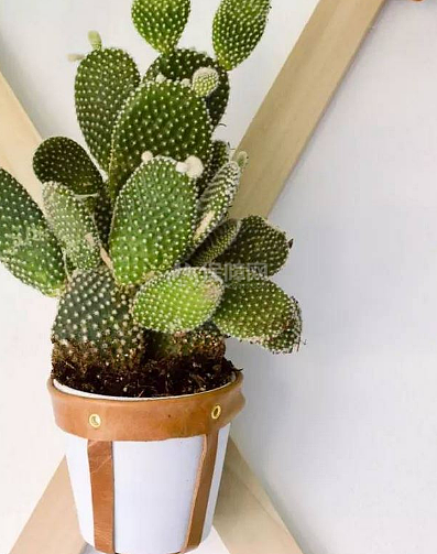 家居DIY：如何自制植物墙
