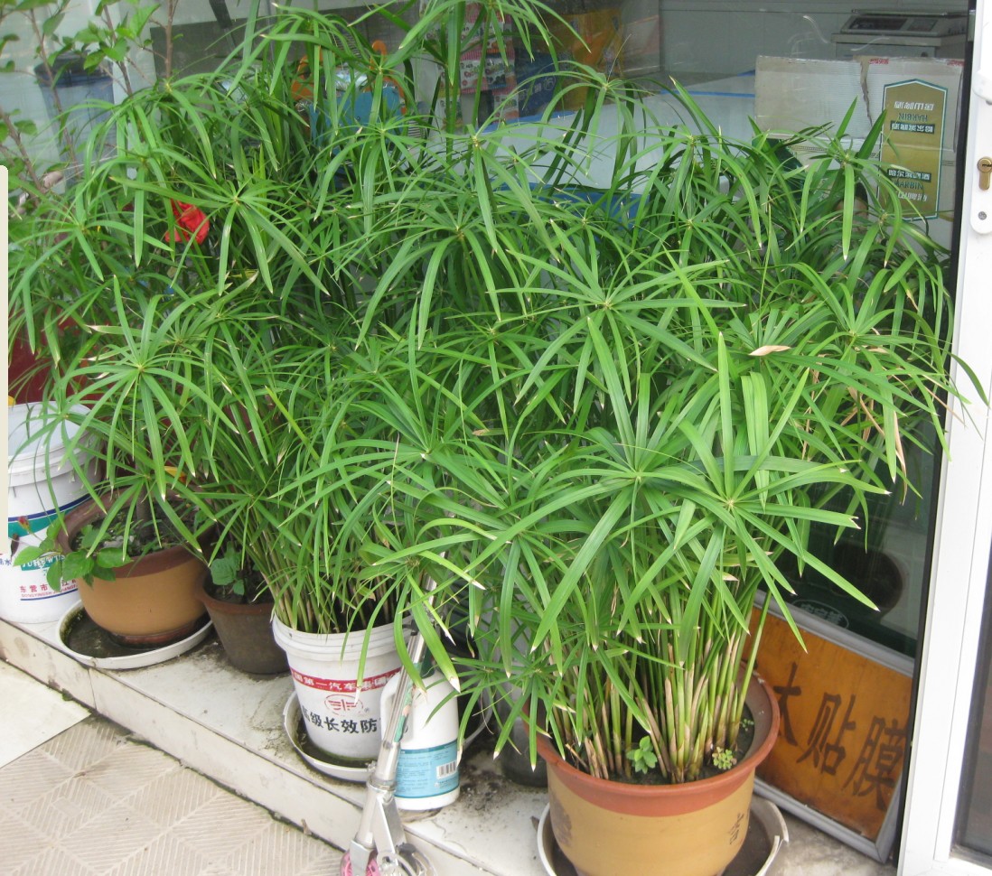 水竹长什么样 养殖水竹的方法及注意事项有哪些