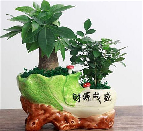 转运发财绿植