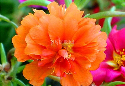 太阳花