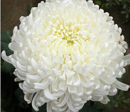 生活小常识 白菊花的功效与作用白菊花的药用价值 装修保障网 生活小常识 白菊花的功效与作用白菊花的药用价值 装修保障网