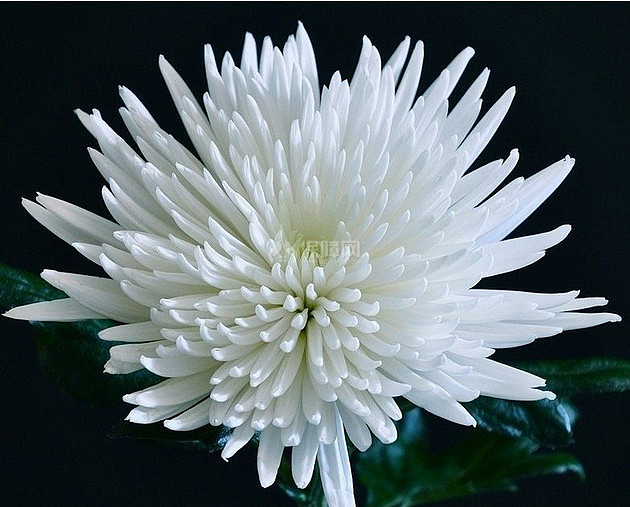 生活小常识 白菊花的功效与作用白菊花的药用价值 装修保障网