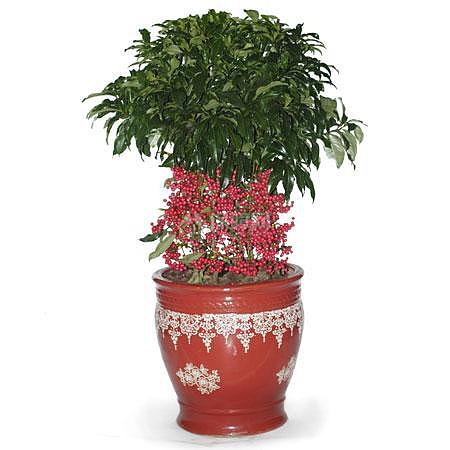 金玉满堂花怎么养