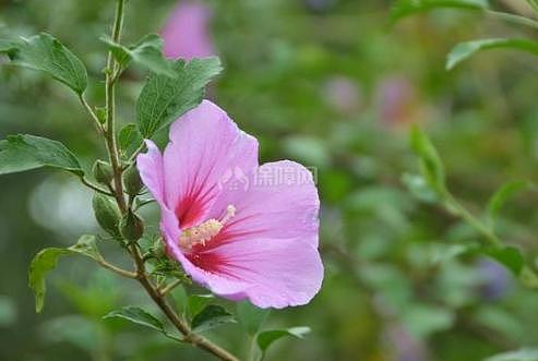 盆栽木槿花怎么养