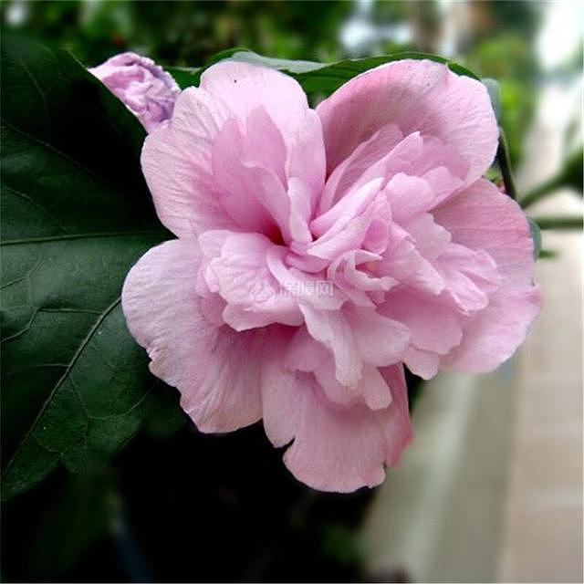盆栽木槿花怎么养