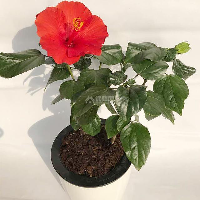木槿花怎么防虫害