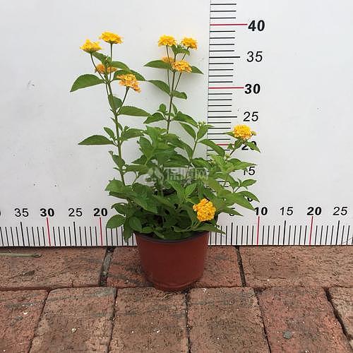 不怕冷好养的花 秋冬季这几种既耐寒又能猛开花