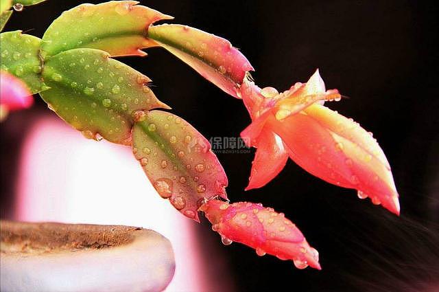 不怕冷好养的花 秋冬季这几种既耐寒又能猛开花