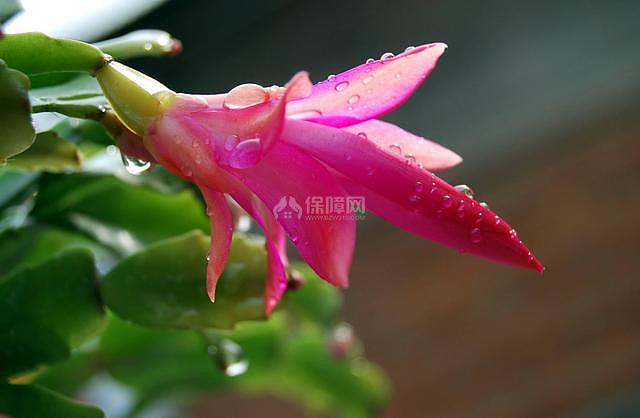 不怕冷好养的花 秋冬季这几种既耐寒又能猛开花